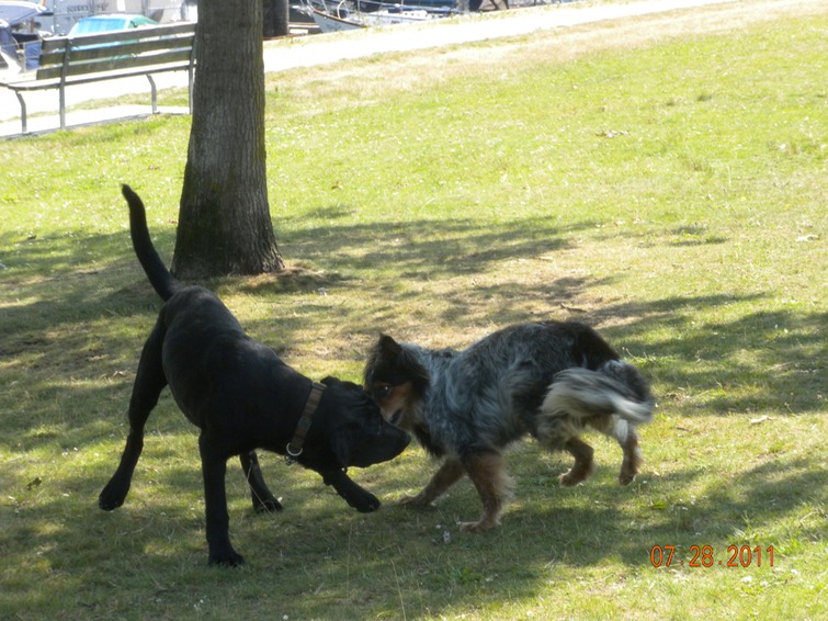 Stanley Pk, Maya & Charlie 3 copy