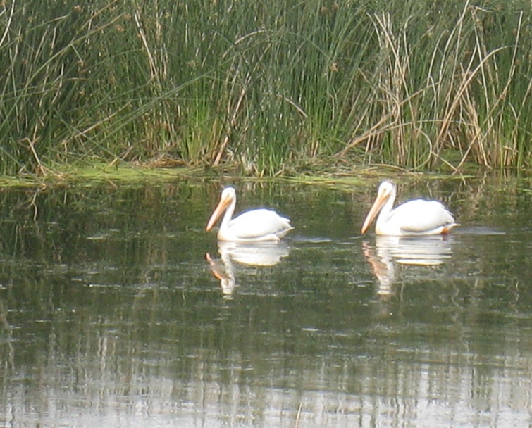 White pelican