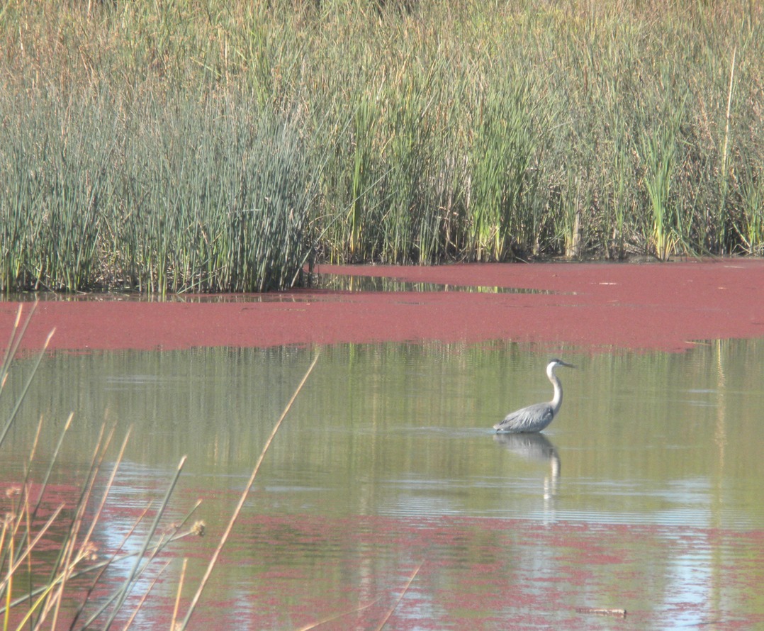 Yolo Bypass HeronJPG