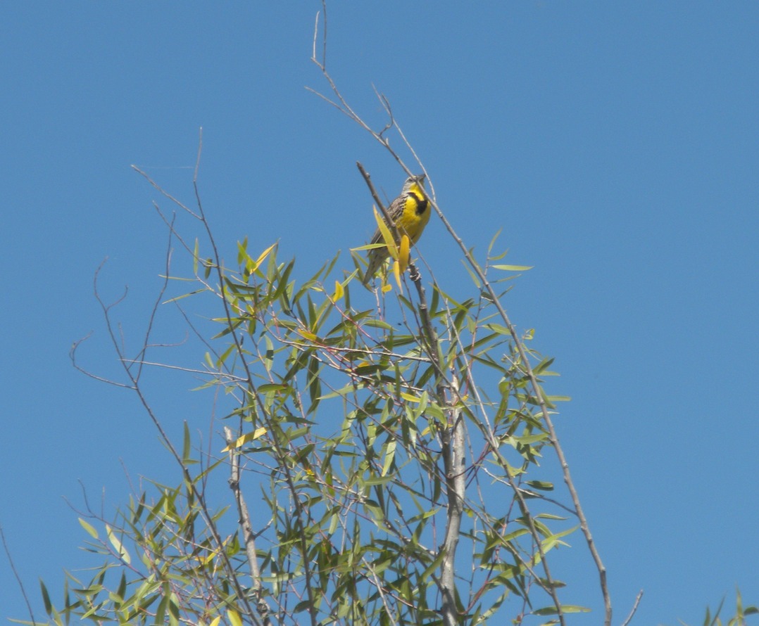 Yolo Bypass Meadowlark